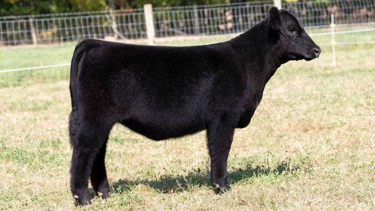 TAG 4 HEIFER