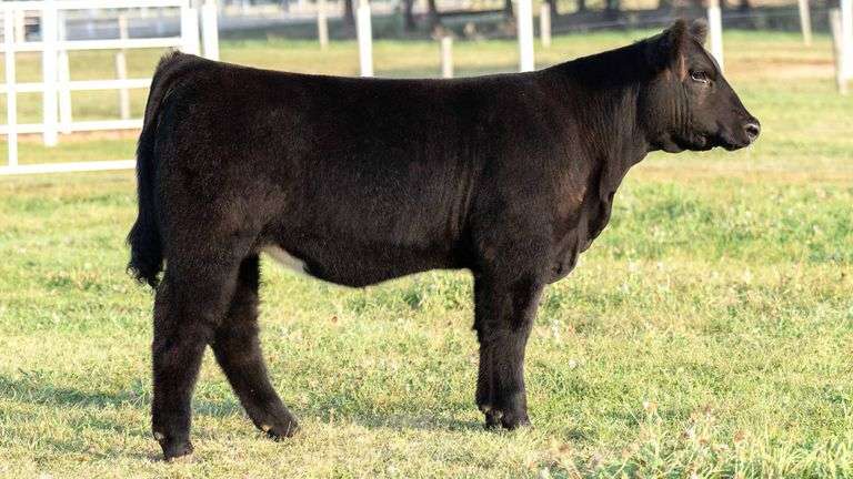 TAG 31 HEIFER