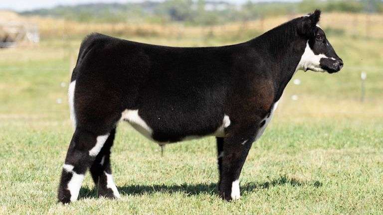 TAG 5 STEER