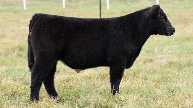 TAG 33 STEER
