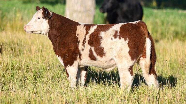 TAG 85 STEER