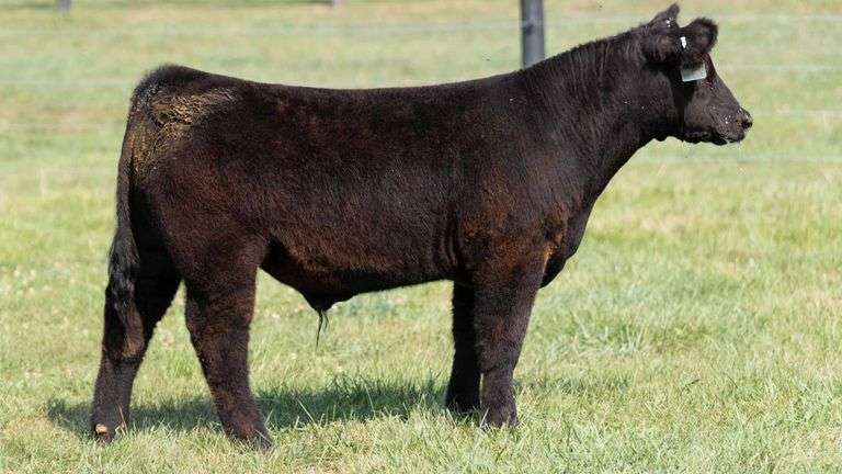 TAG 61 STEER