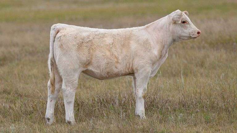 LOT 10 HEIFER