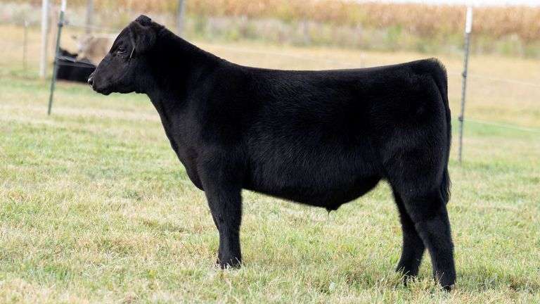 TAG 6 STEER