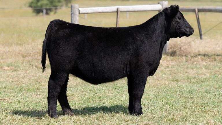 TAG 108 HEIFER