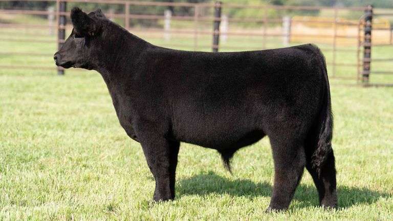 TAG 227 STEER