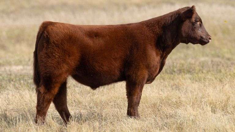 TAG 51 STEER