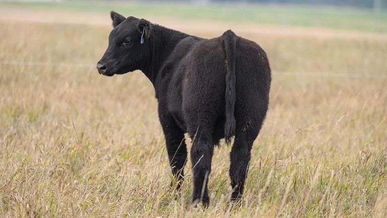 TAG 89 STEER