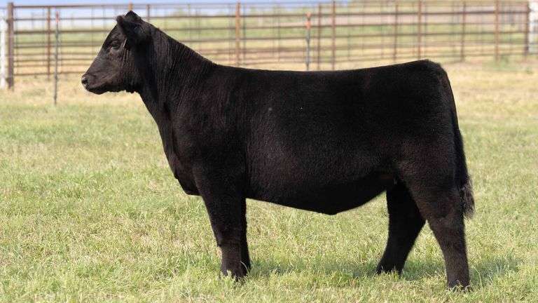 TAG 9 HEIFER