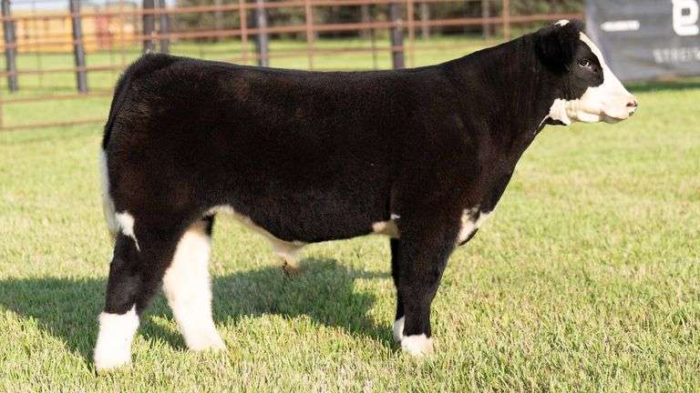 TAG 229 STEER