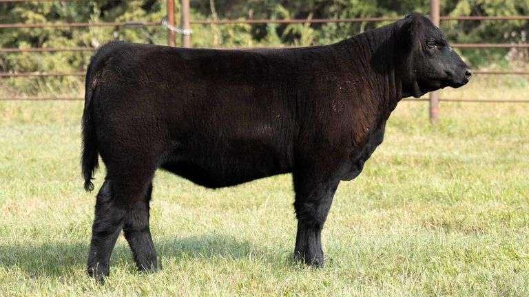 TAG 181 HEIFER