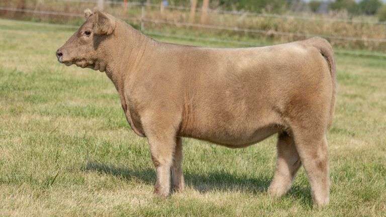 TAG 115 HEIFER