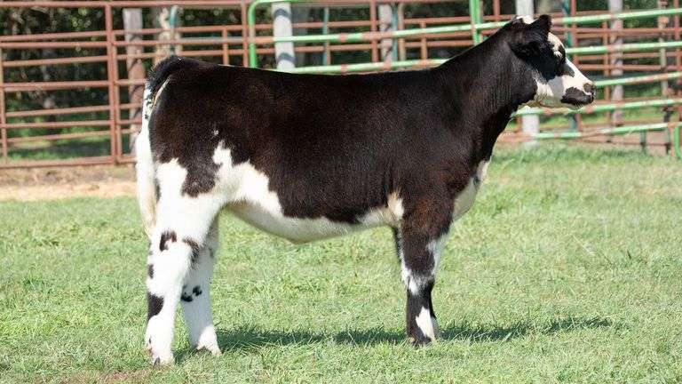 TAG 26 HEIFER