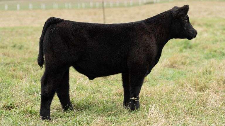 TAG 8 STEER