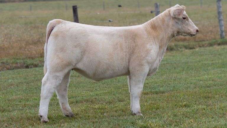 TAG 812 HEIFER