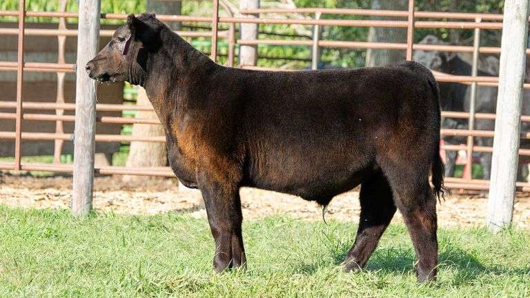 TAG 25 STEER