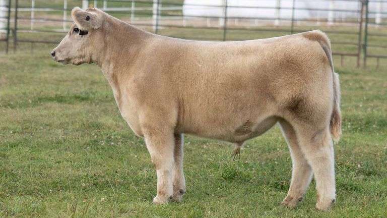 TAG 5 STEER