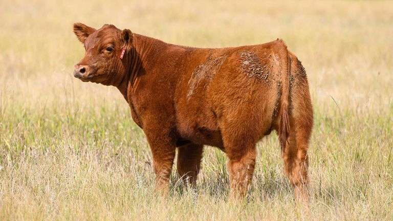 LOT 57  STEER