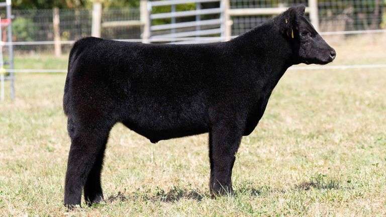 TAG 2027 STEER