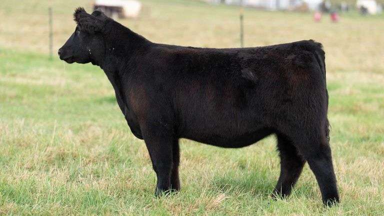 TAG 94 HEIFER