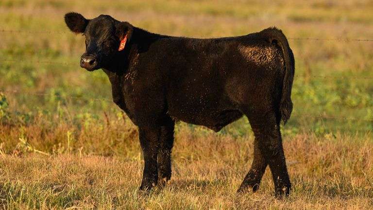 LOT 58  STEER