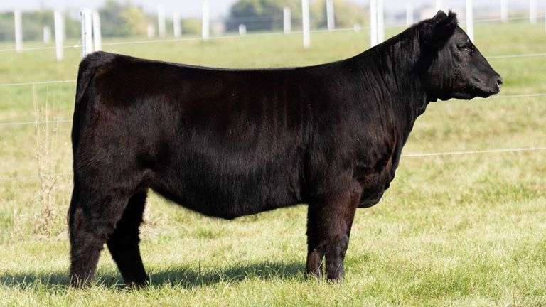 TAG 109 MAINETAINER / LOW SIMMY HEIFER