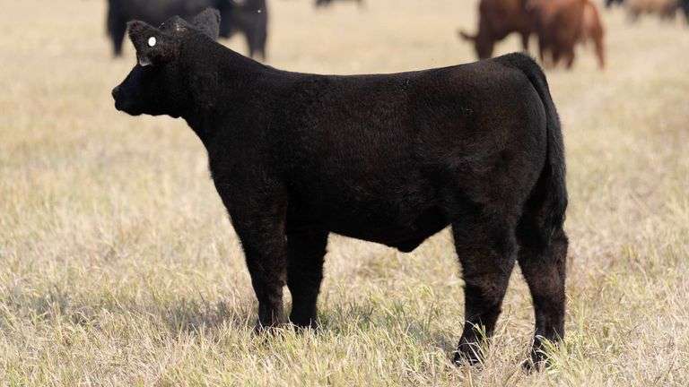 TAG 60 STEER