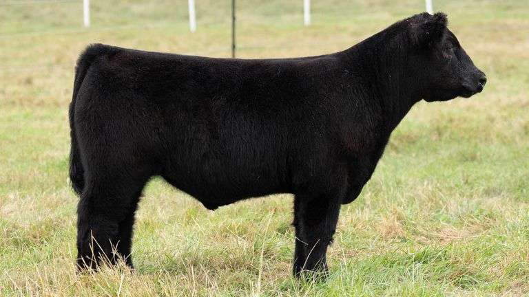 TAG 28 STEER