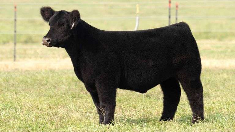 TAG 22 STEER