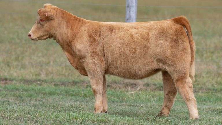 TAG 365 HEIFER