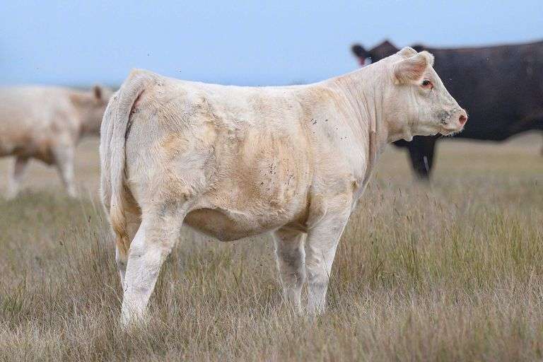 LOT 20 HEIFER