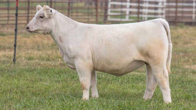 TAG 1 HEIFER