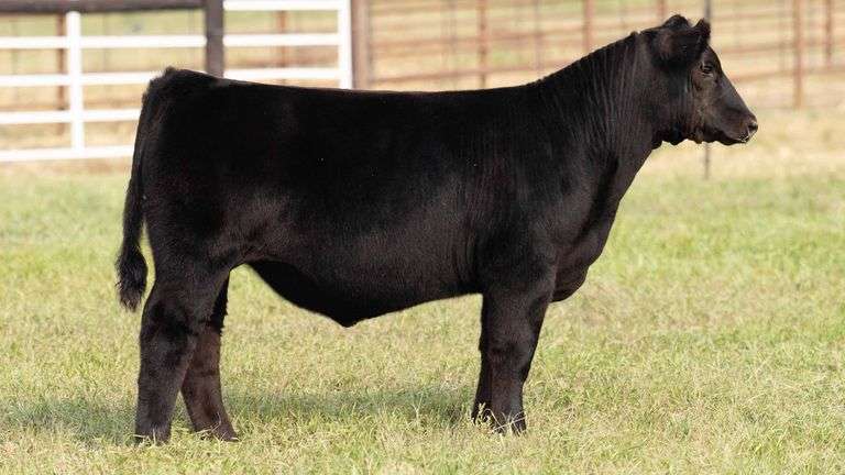 TAG 20 STEER