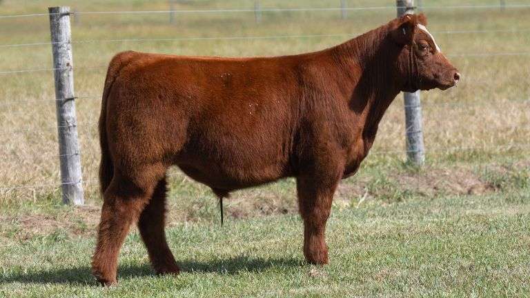 TAG 594 STEER