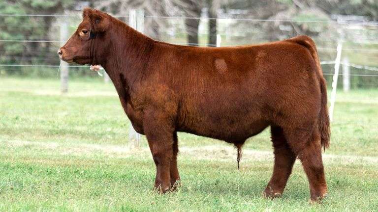TAG 10 STEER