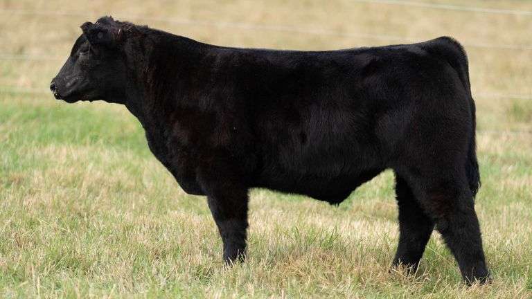 TAG 31 STEER