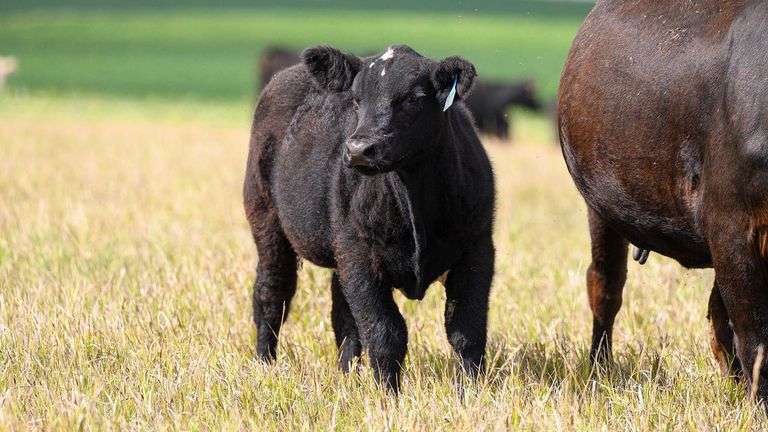 TAG 87 STEER