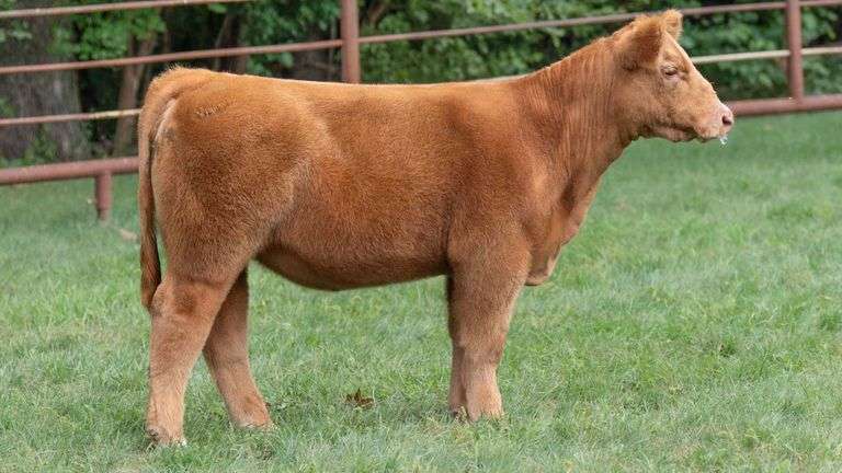 TAG 1338 HEIFER