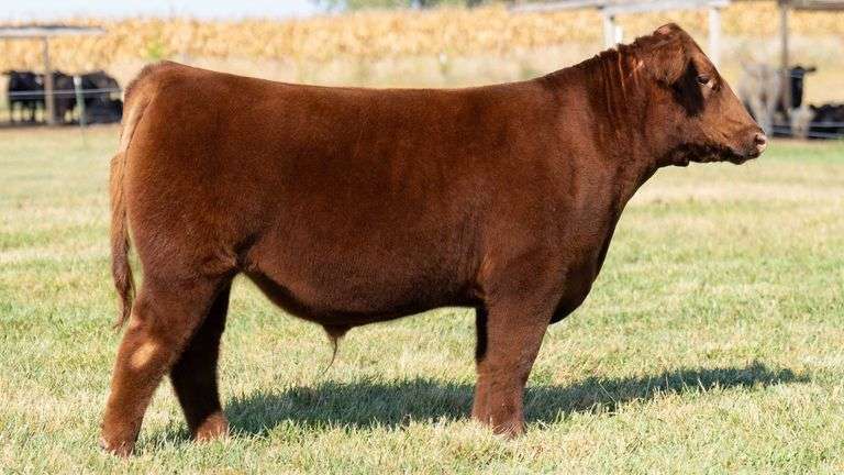 TAG 7 STEER