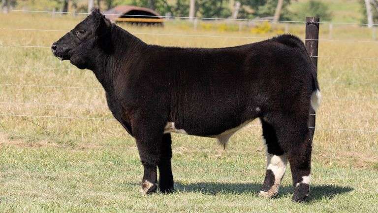 TAG 564 STEER