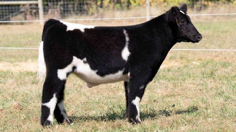 TAG BW STEER