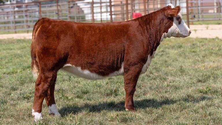 TAG 20 HEIFER