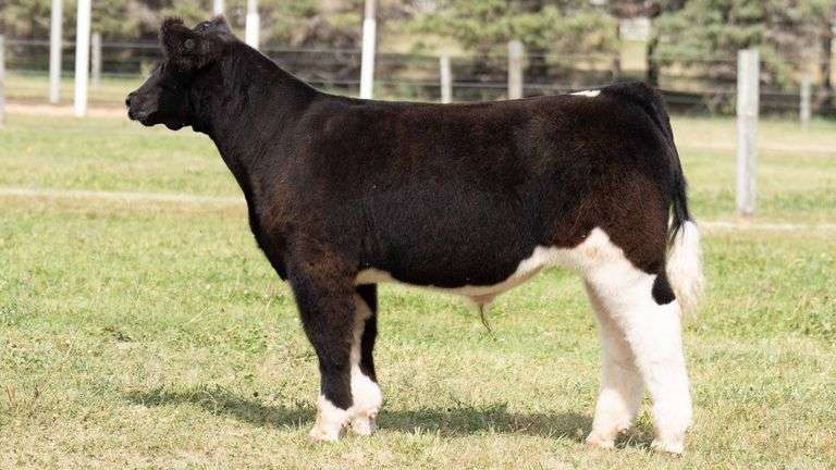 TAG 25 STEER