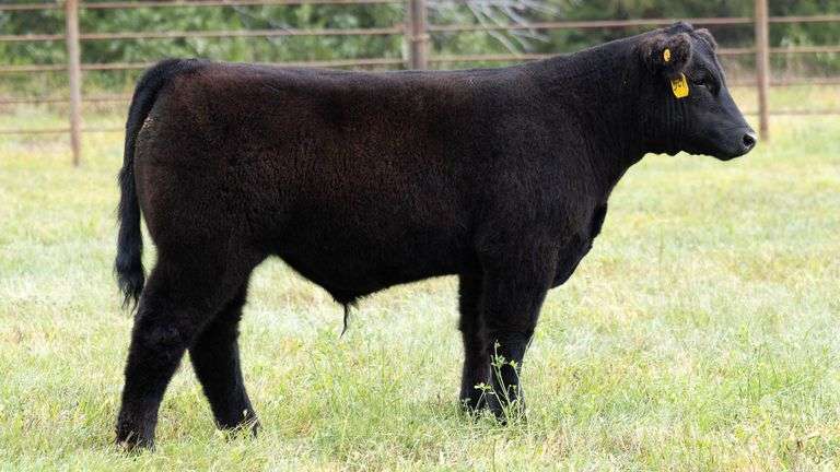 TAG B10 STEER
