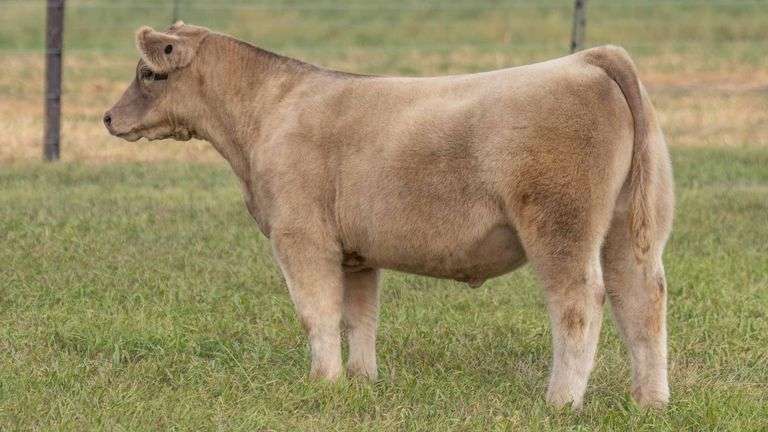 TAG 23 STEER