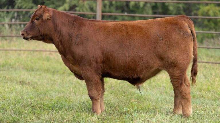 TAG 186 STEER