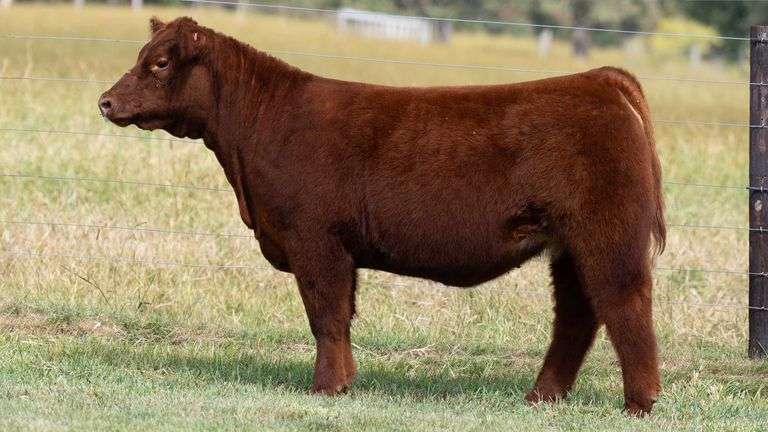TAG 412 HEIFER
