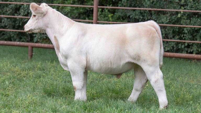 TAG 020 STEER