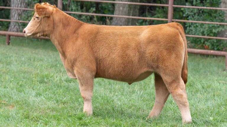 TAG 844 STEER