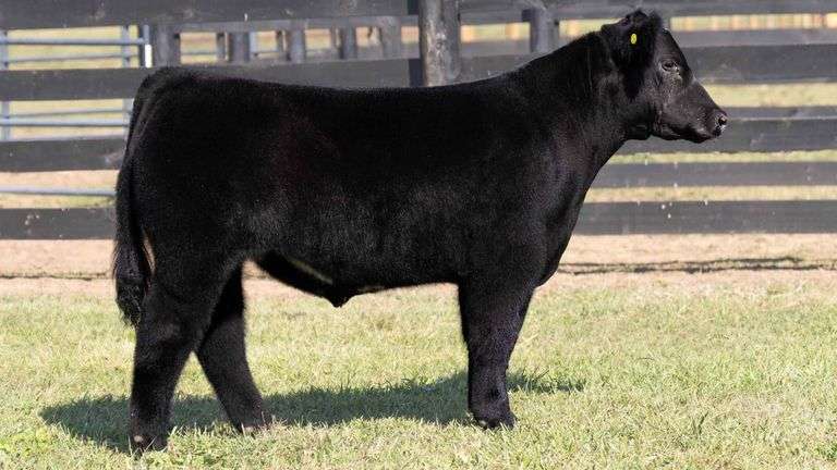 TAG 5 STEER